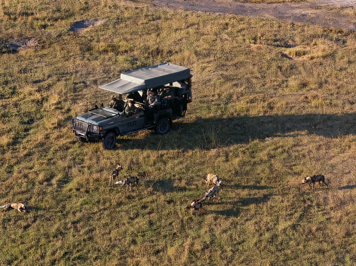 A game vehicle beside a pack of wild dogs, seen from above