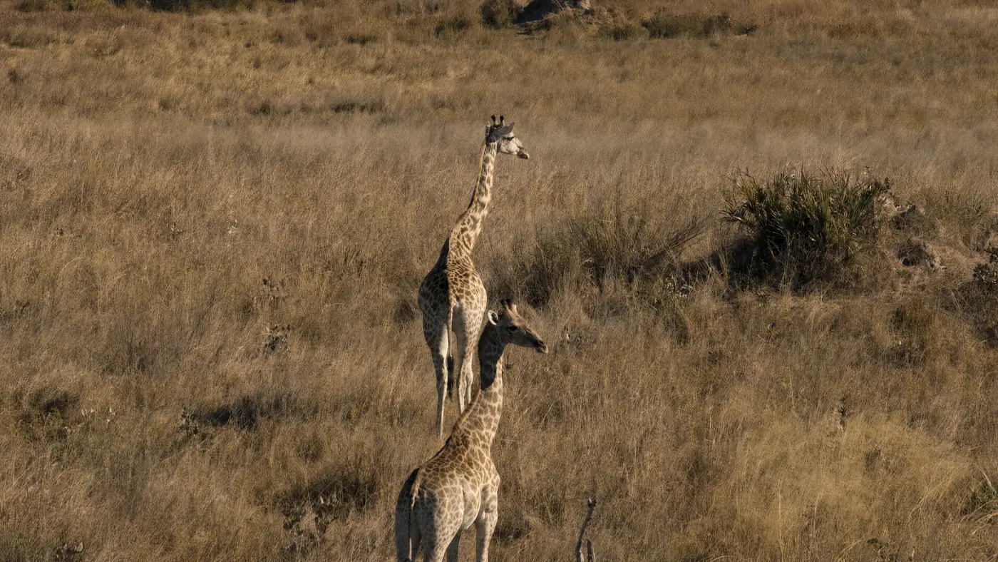 Two giraffes in the long grass, seen from the air
