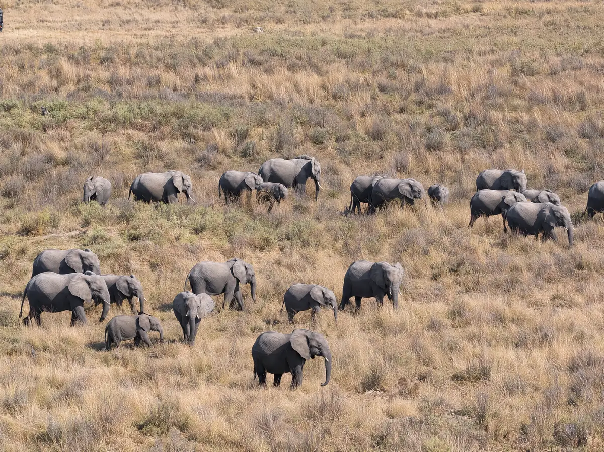 A herd of elephants crossing the dry grass, seen from the air