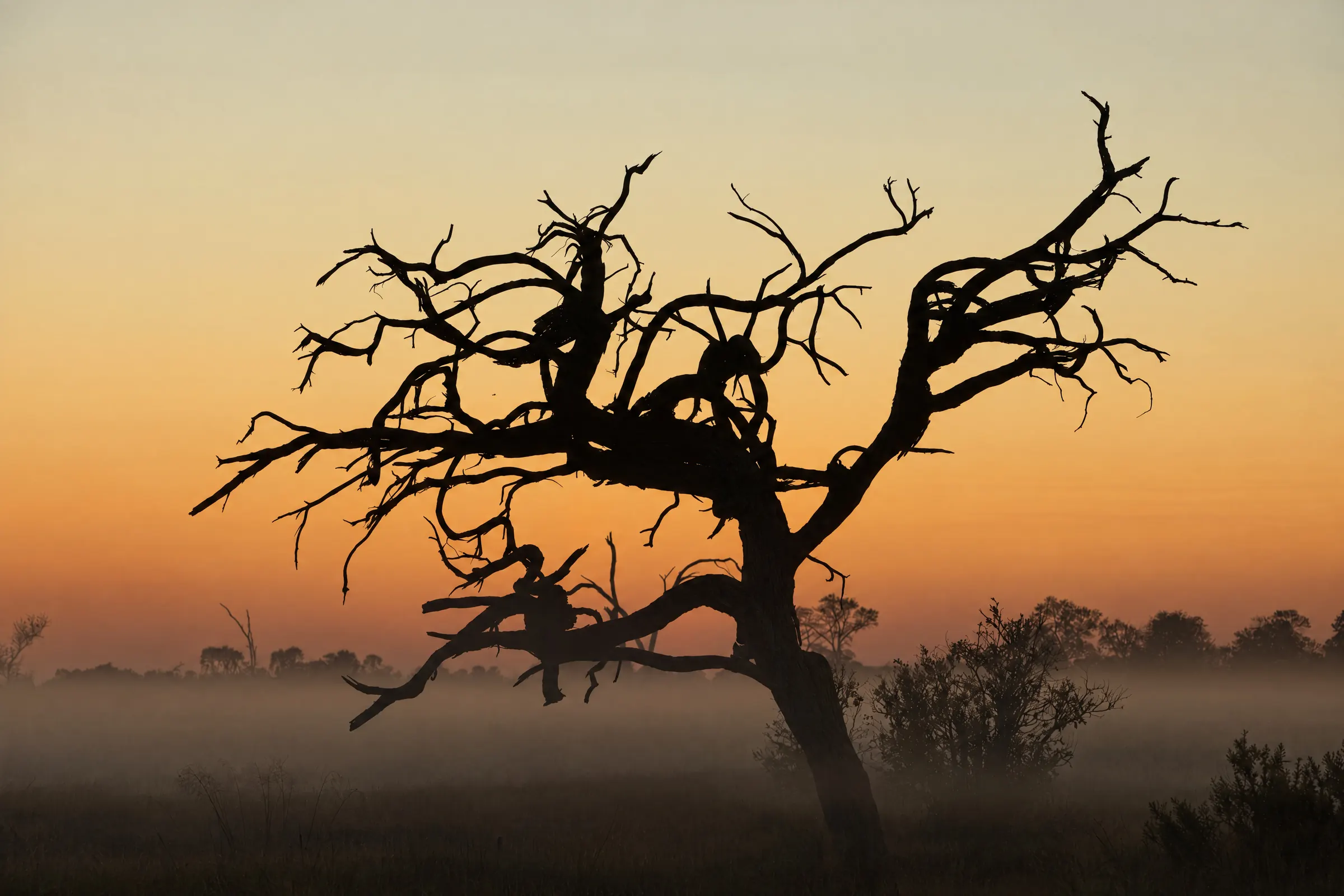 A bare tree in silhouette against the sunrise, mist lying on the floodplain