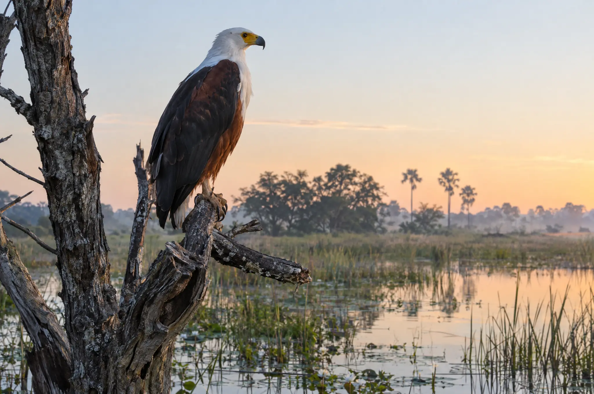 An African fish eagle on a dead tree over the misty floodplain at sunrise