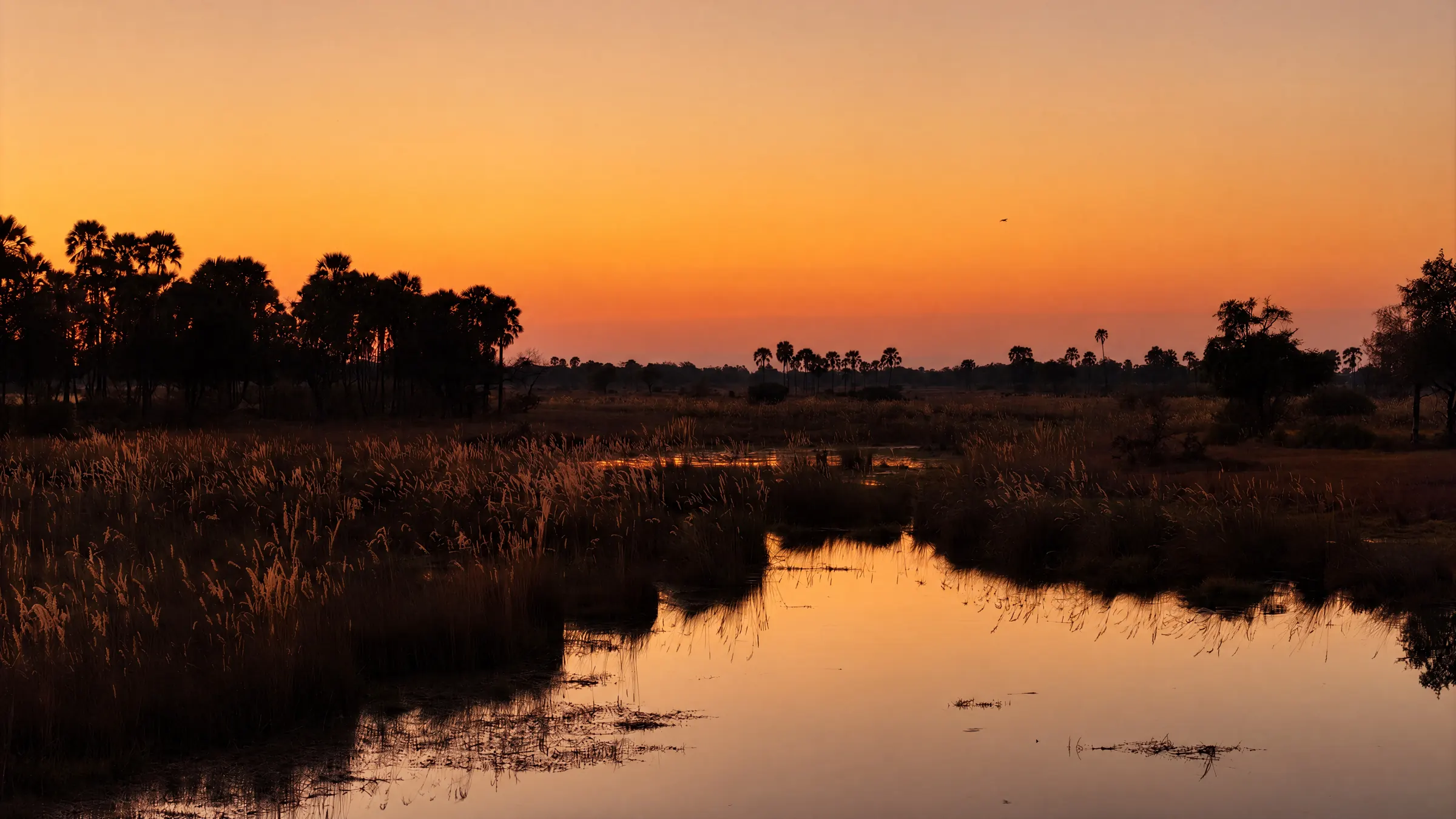 A channel through the reeds at sunset, with palms in silhouette