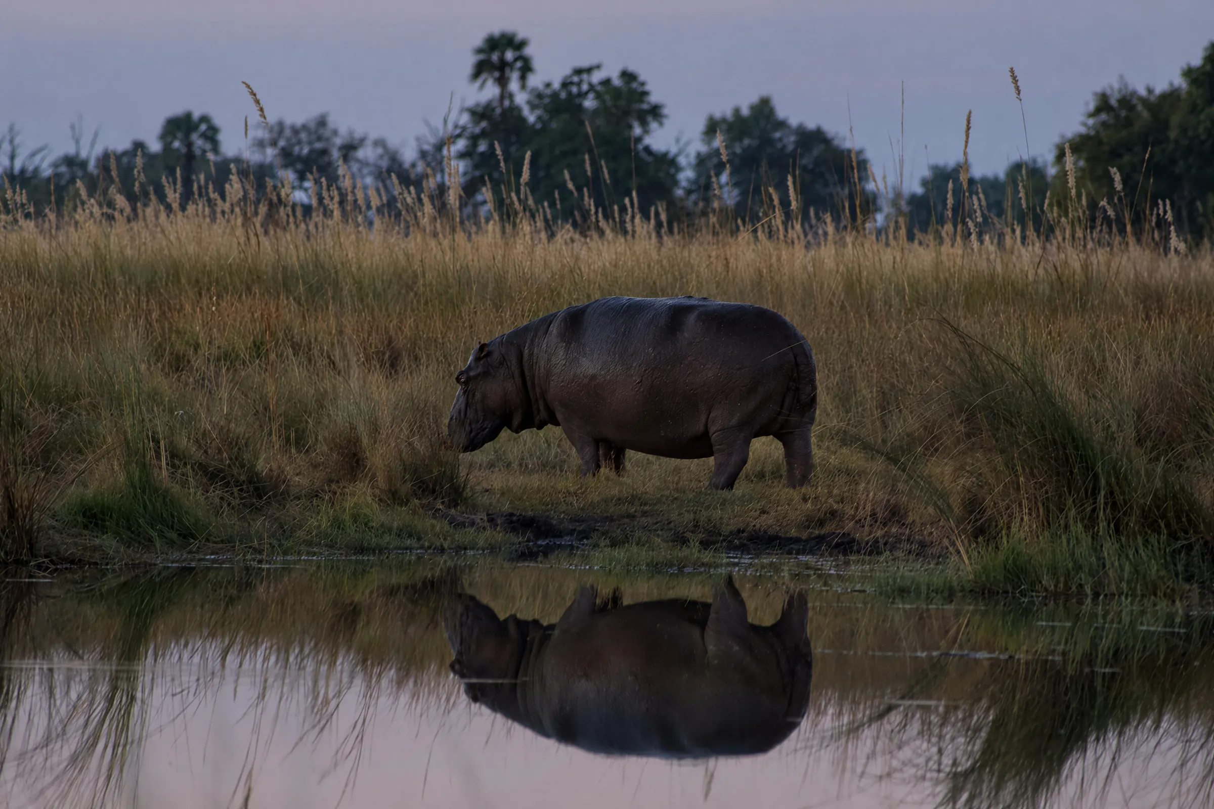 A hippo grazing on the bank, reflected in the water