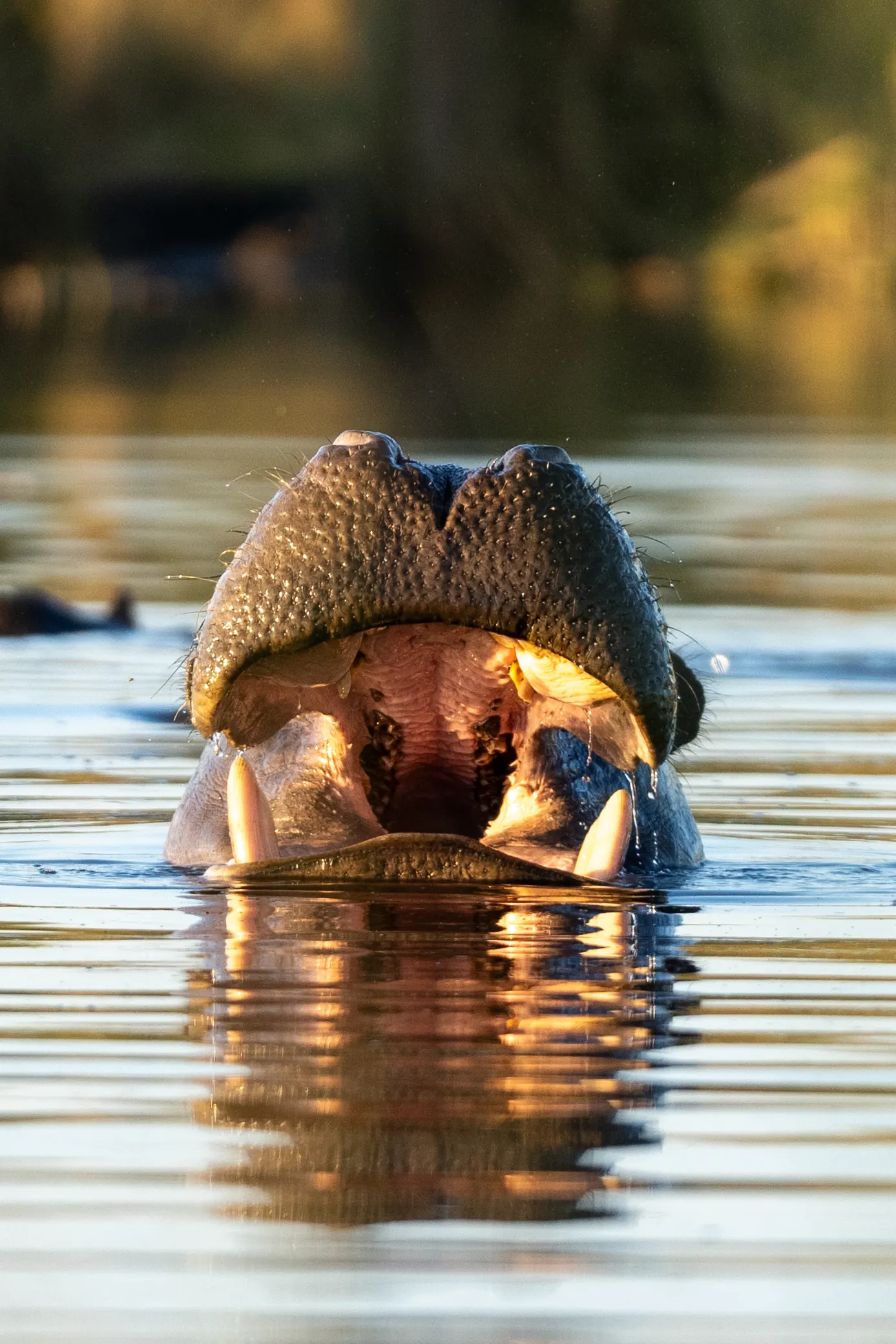 A hippo with its mouth open at the surface of the water, in warm light
