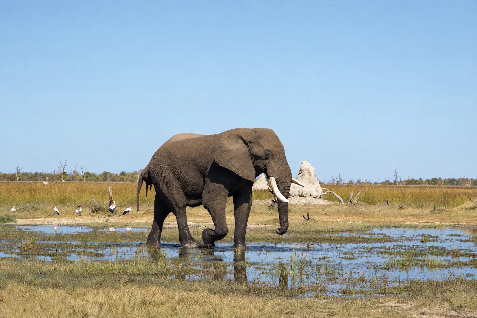 An elephant crossing the shallows
