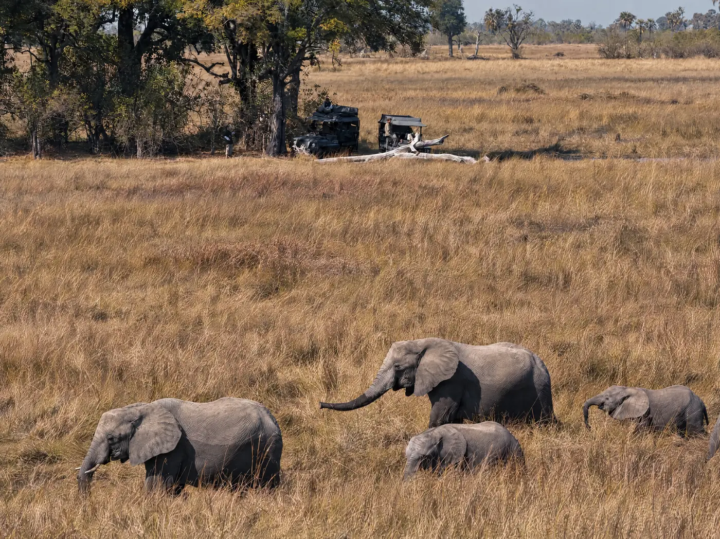 A herd of elephants in the tall grass