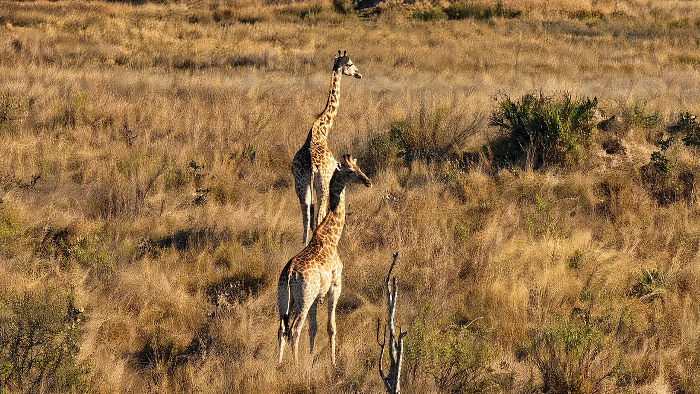 A giraffe and her calf on the floodplain