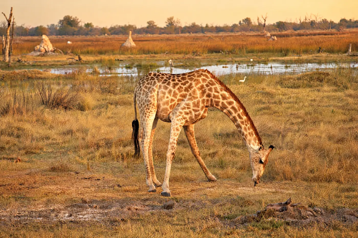 A giraffe grazing on the open floodplain