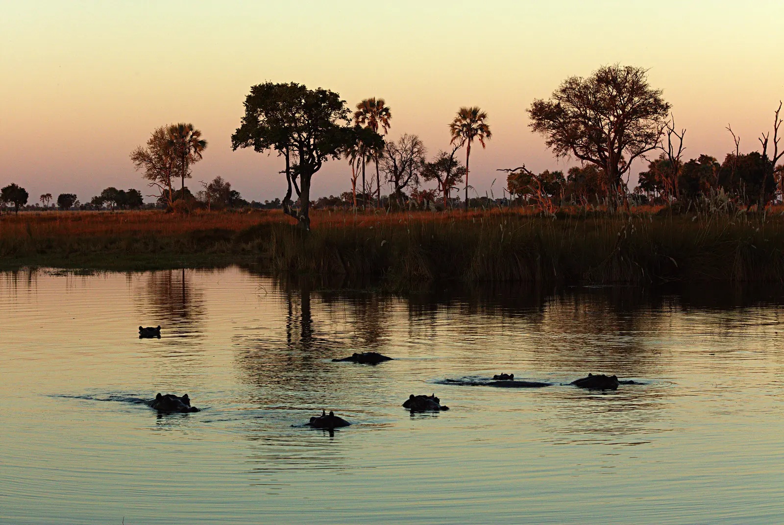 Hippos in the lagoon at golden hour