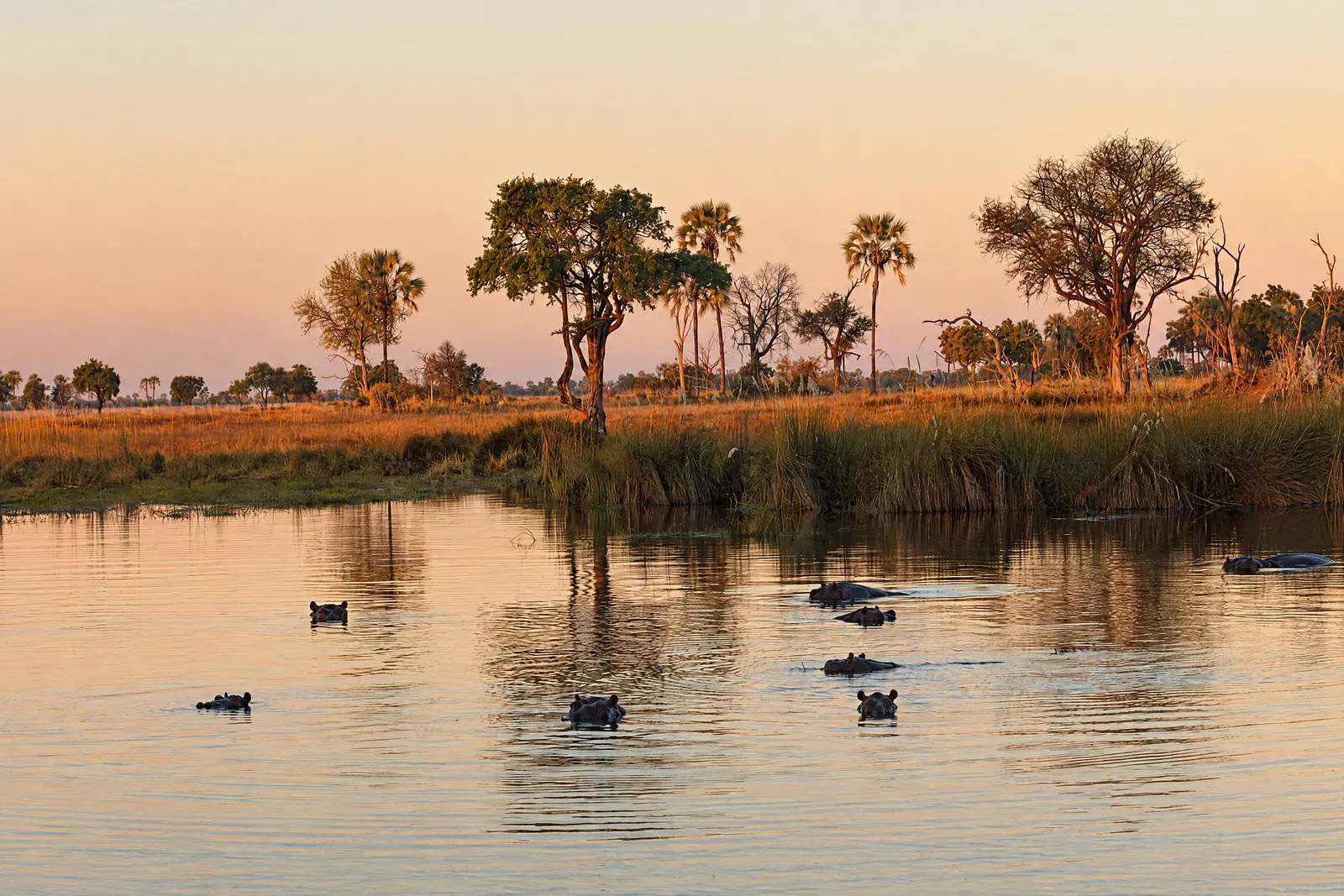 Hippos in the lagoon at sunset