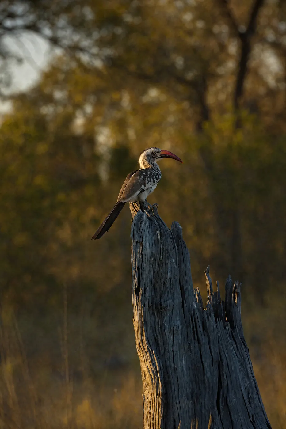 A hornbill on a dead stump