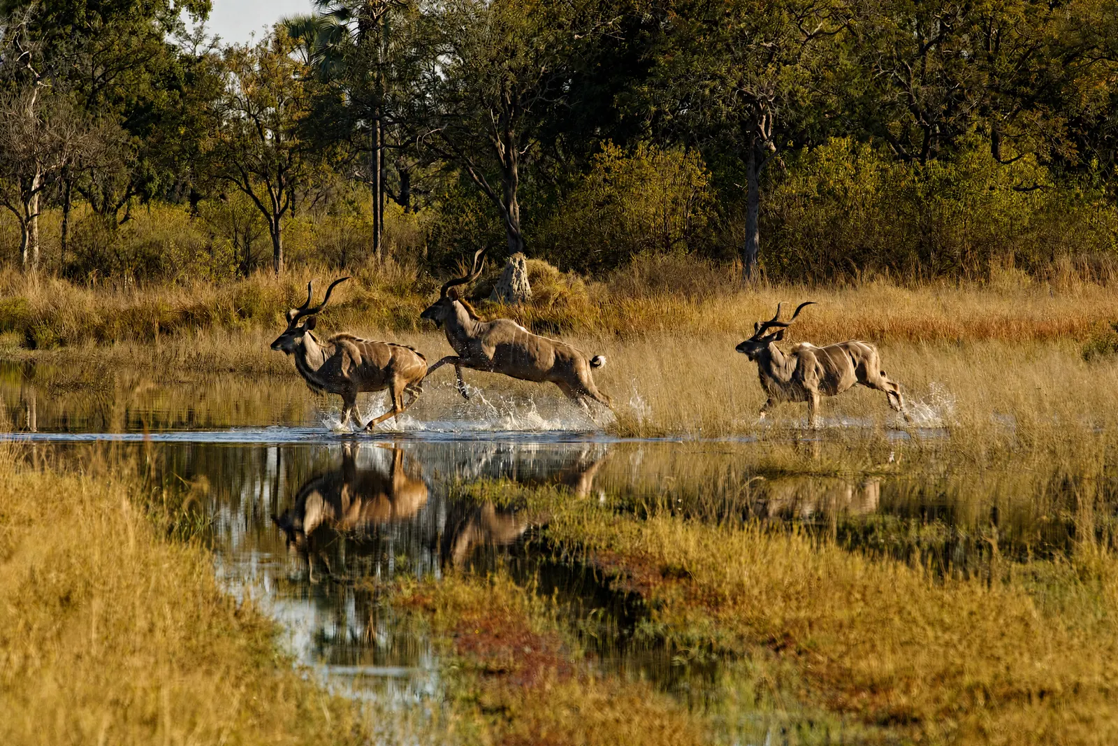 Kudu leaping through the water
