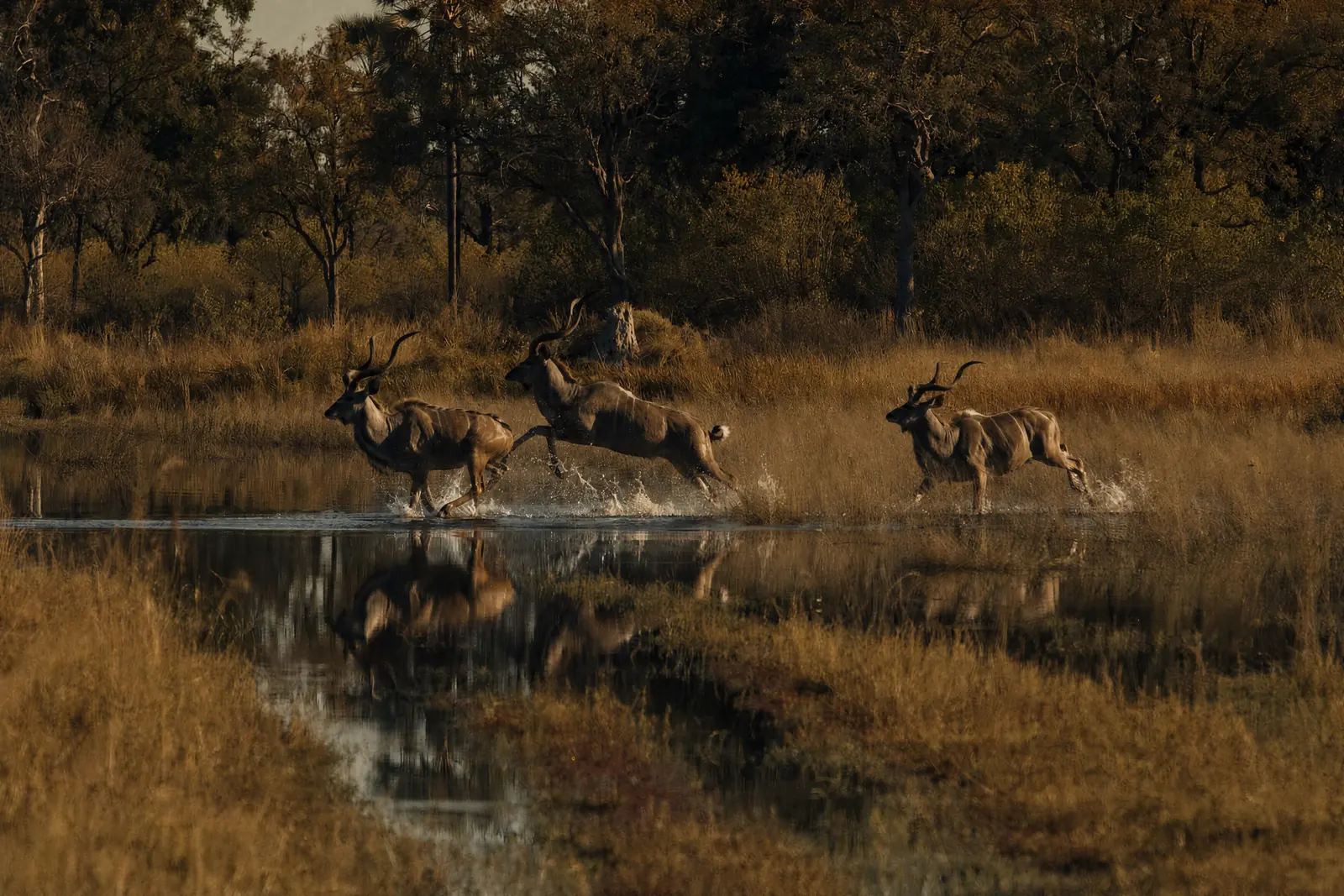 Kudu running through the shallows