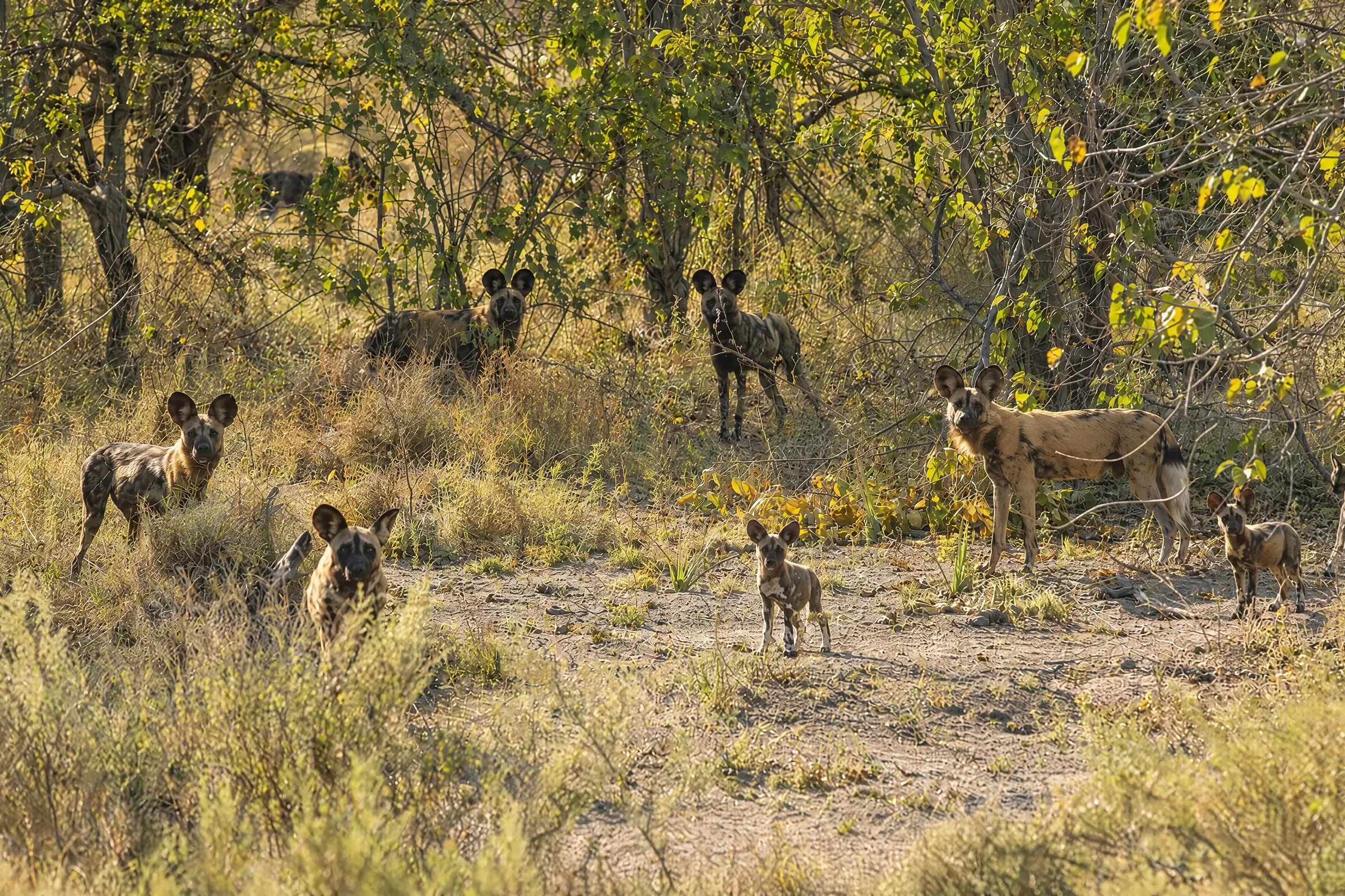 A pack of African wild dogs in the woodland of the concession
