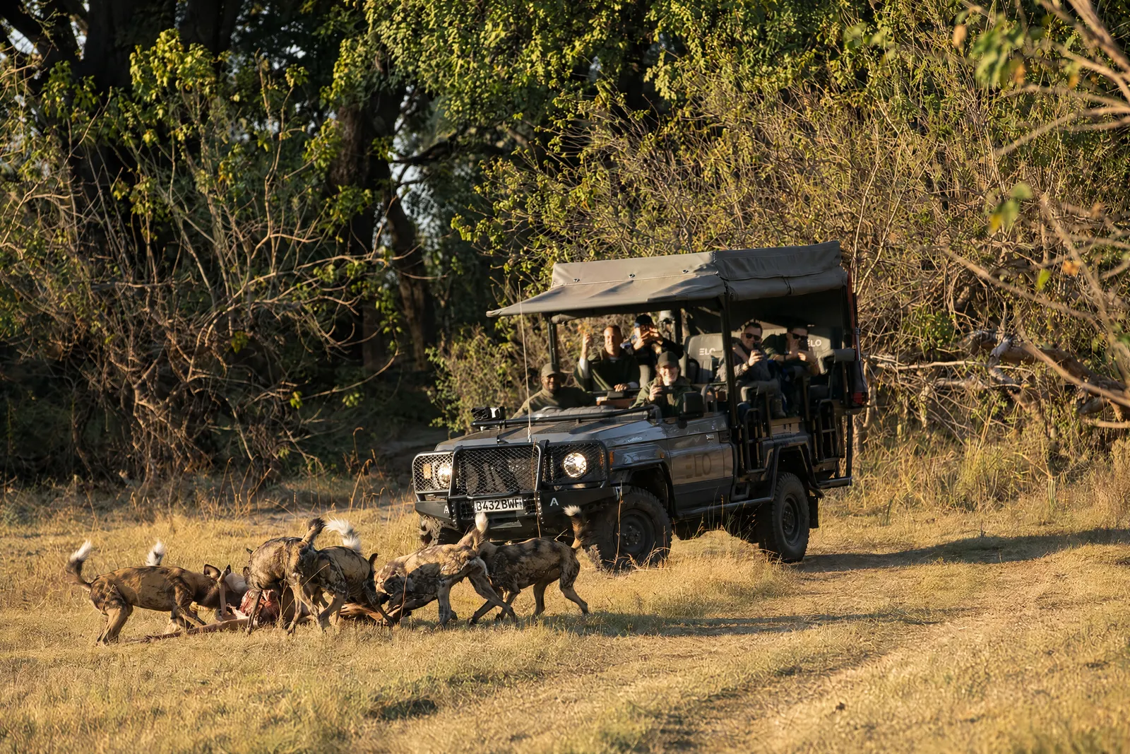 Wild dogs beside the game vehicle